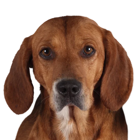 Beagle Harrier